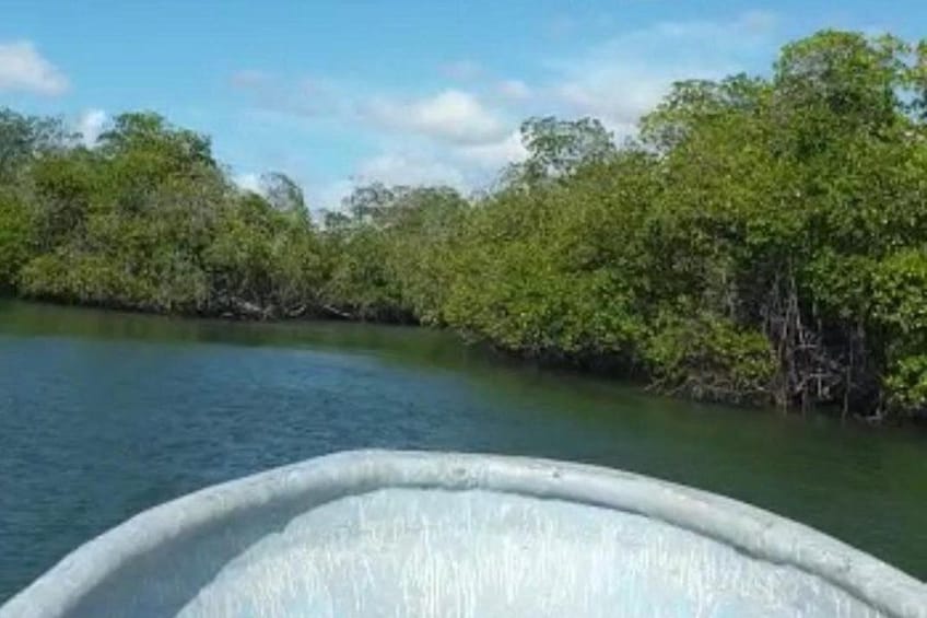 Un río rodeado de densa vegetación de mangle. 3