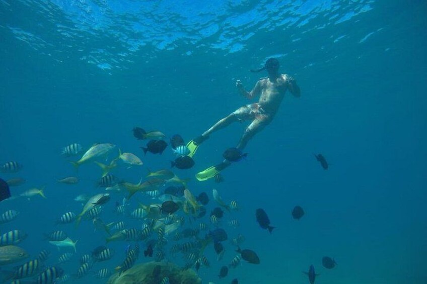 Una persona bucea con un banco de peces. 4