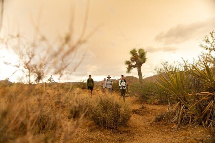 Full-Day Hiking Tour in Joshua Tree National Park