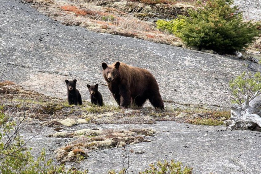 A bear with two cubs on a rocky terrain. 2