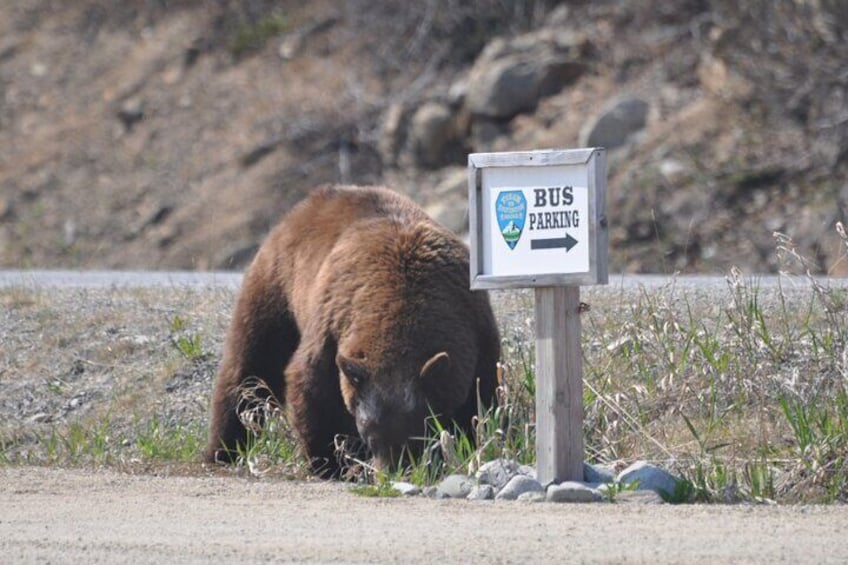 Un ours près d’un panneau indiquant un parking pour autobus. 2