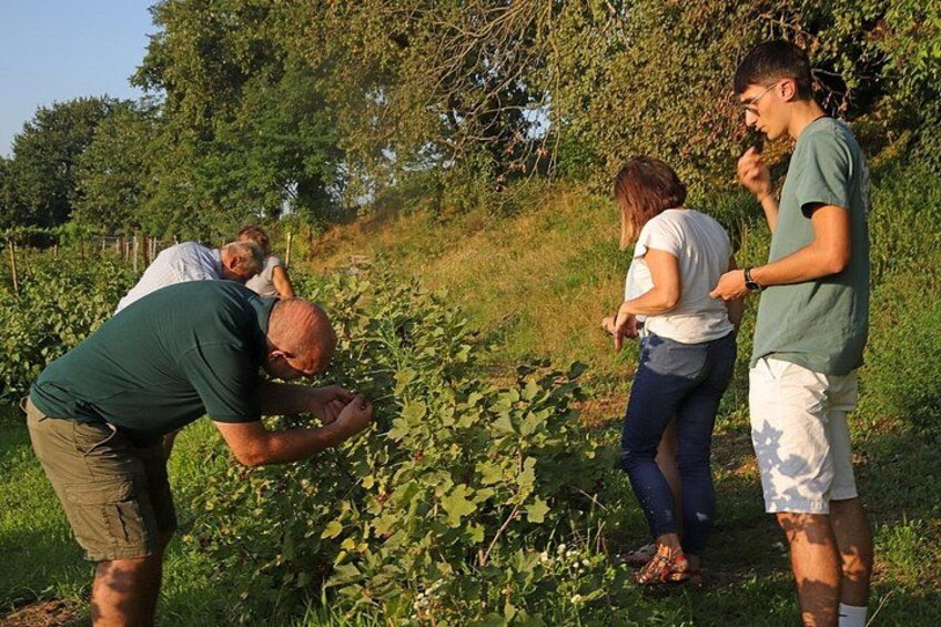 Beekeeping Farm Tour and Tasting Experience in Lazise 2