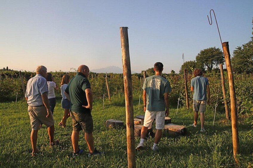 Beekeeping Farm Tour and Tasting Experience in Lazise 3