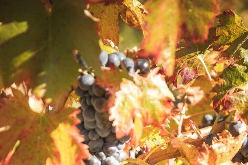 Vineyard walk in the garrigue