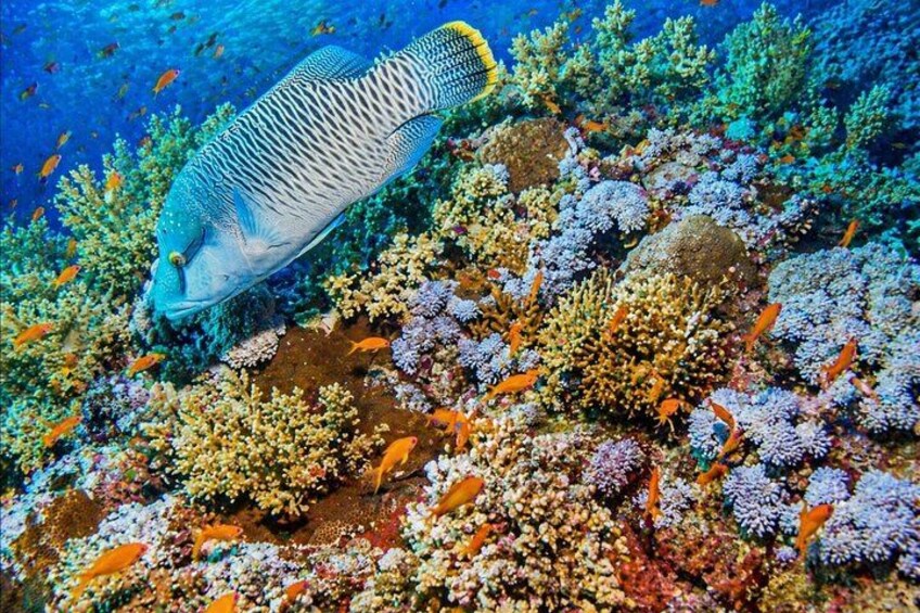 Snorkeling Day Trip To White Island By Boat In Sharm El Sheikh 3