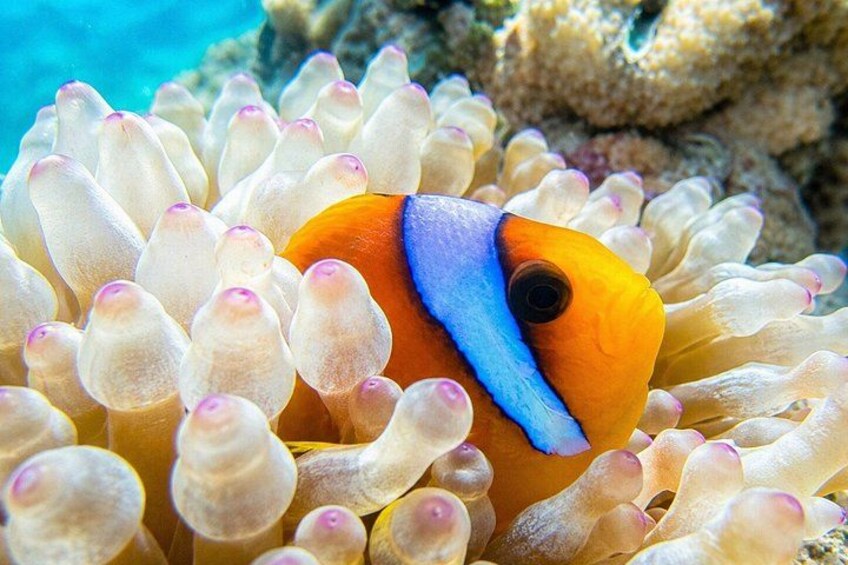 A clownfish among anemone tentacles. 2