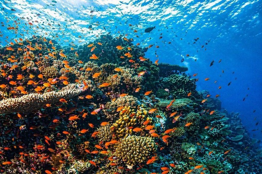Snorkeling Day Trip To White Island By Boat In Sharm El Sheikh 5
