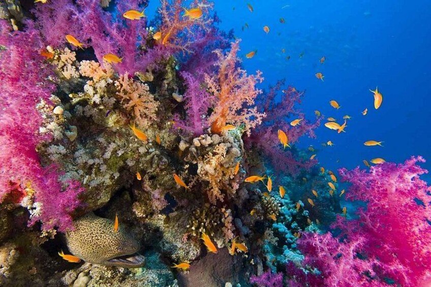 Rural Reefs at Tiran Island 5