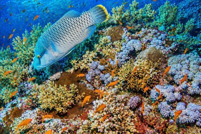 Snorkeling Day Trip To White Island By Boat In Sharm El Sheikh 3