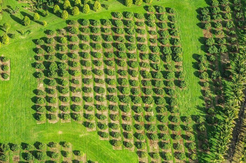 An aerial view of a neatly organized orchard with rows of trees. 3