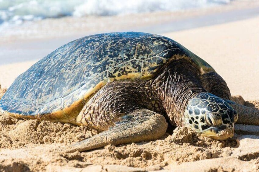 A sea turtle on a sandy beach with waves in the background. 4