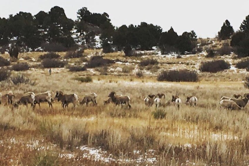 Big horn in the park! 2