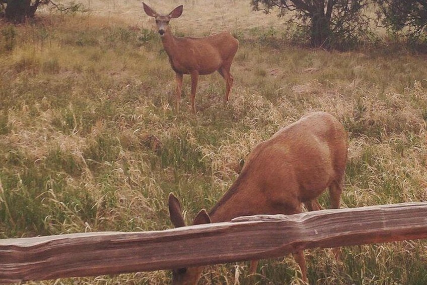 Deer, wildlife in the park. 3
