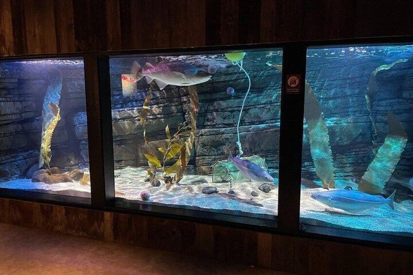 Three aquariums with fish and aquatic plants. 3