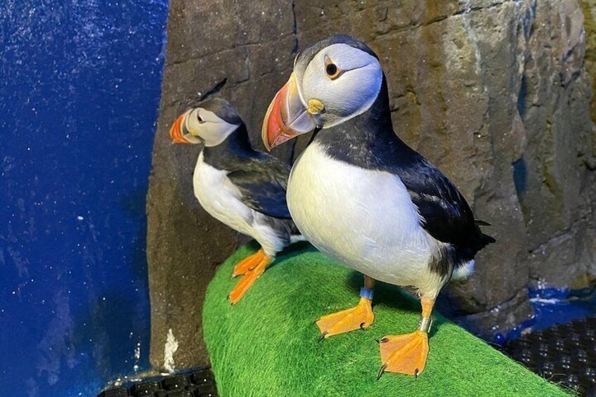 Two puffins perched on a green surface with a rocky background. 2