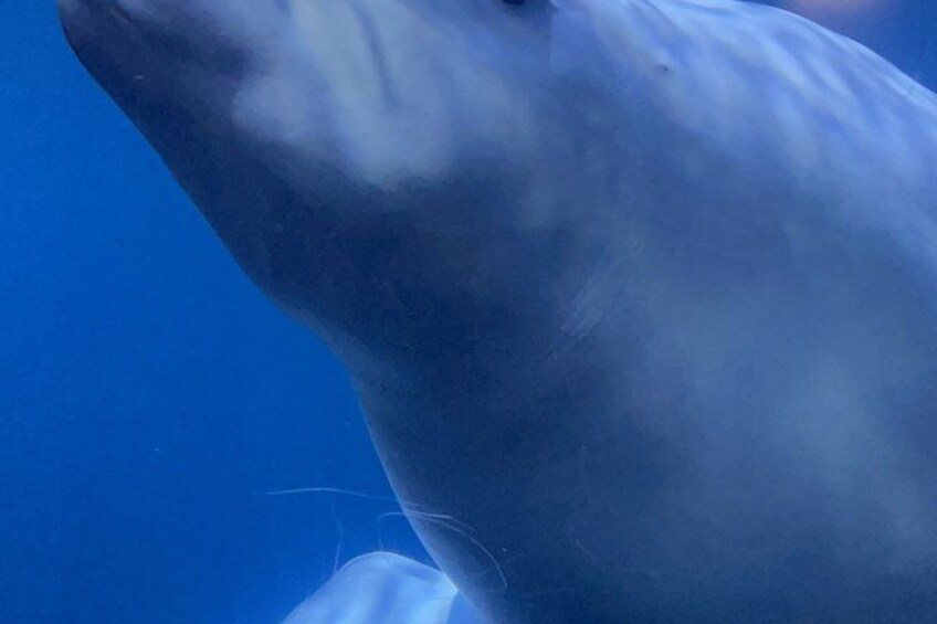 A close-up of a dolphin's head and upper body. 3
