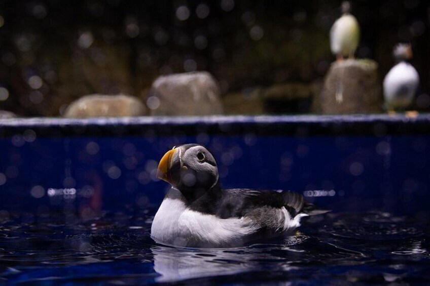 A puffin in water with a blue background. 1