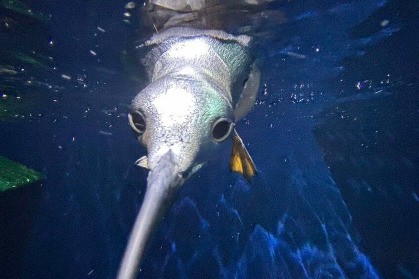 A fish underwater with a long snout and yellow fins. 2