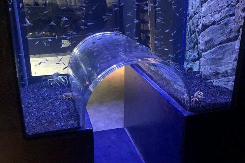 A fish tank with a curved glass enclosure, a dark substrate, and a stone wall in the background. 4