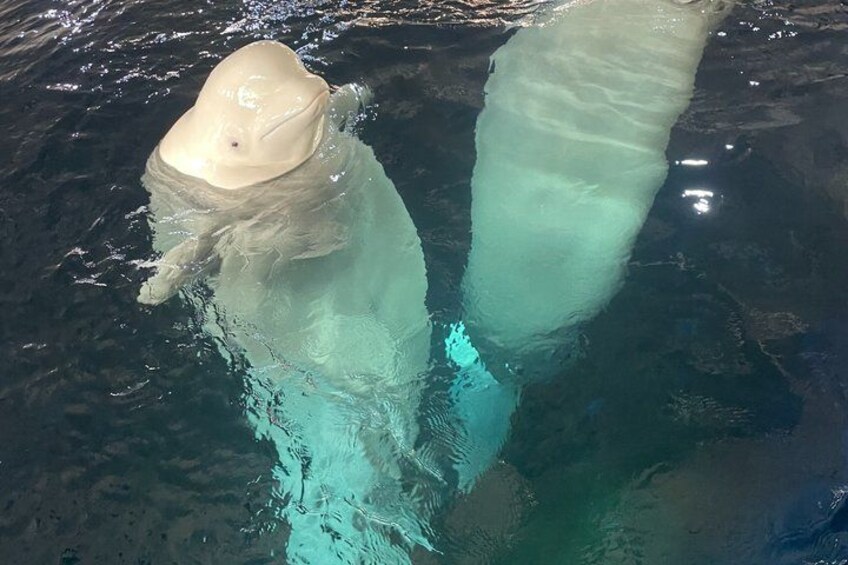 A polar bear swimming in clear water. 5