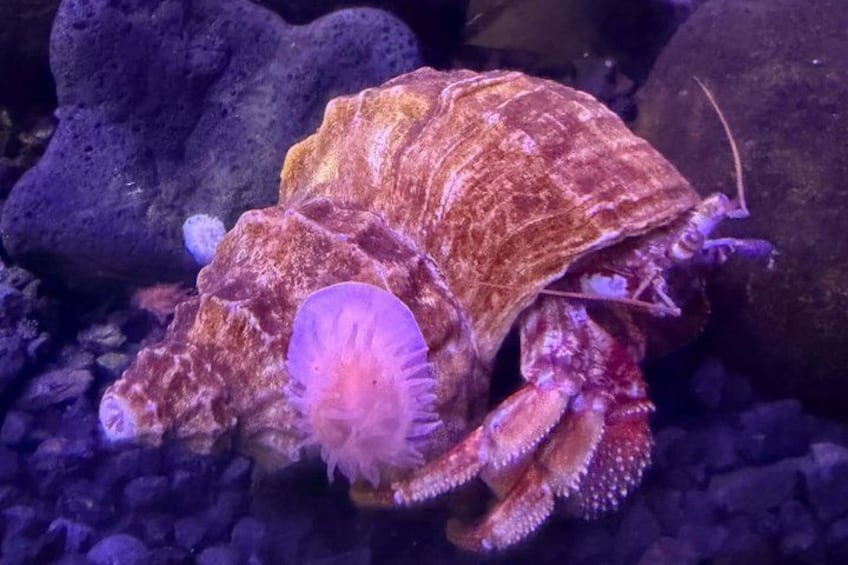 A hermit crab with a pinkish shell and a crab-like body, resting on a rocky surface. 4