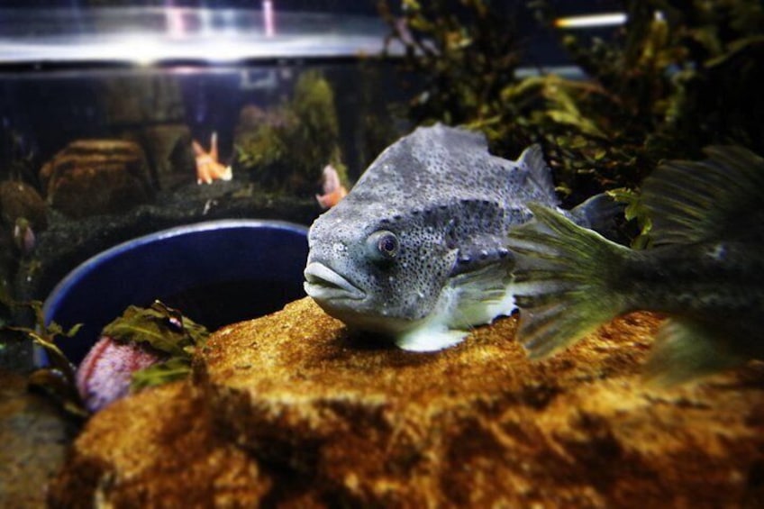 A fish in an aquarium with a rocky surface and aquatic plants. 5