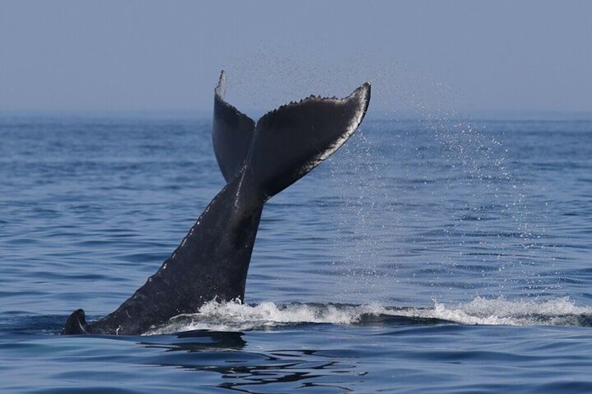 A whale breaching with its tail flukes above the water. 3