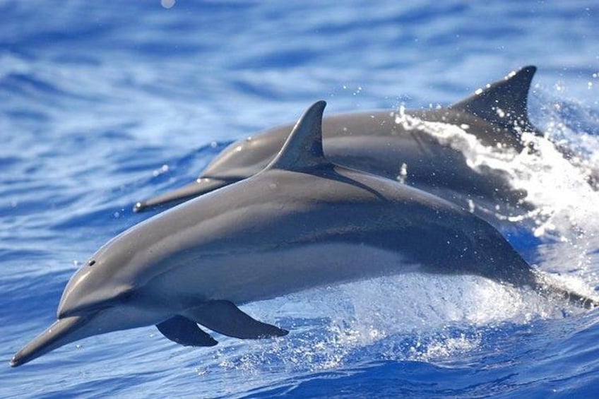 Dolphin & Whale Watching in Puerto Escondido 1
