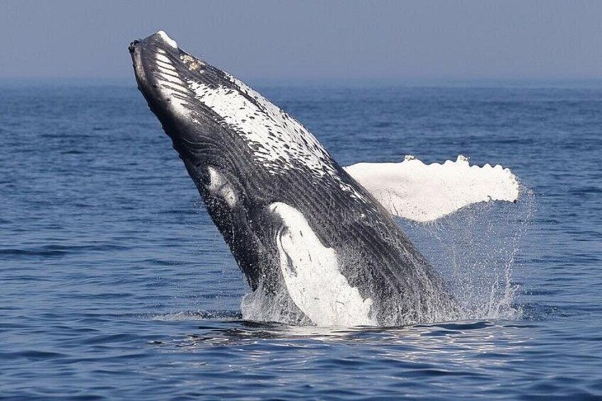 Dolphin & Whale Watching in Puerto Escondido 5