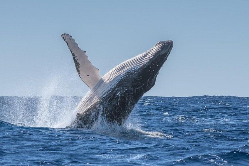 Dolphin & Whale Watching in Puerto Escondido 3