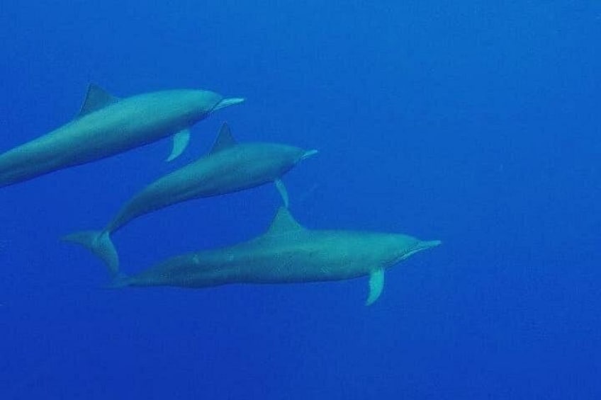 Dolphin & Whale Watching in Puerto Escondido 2