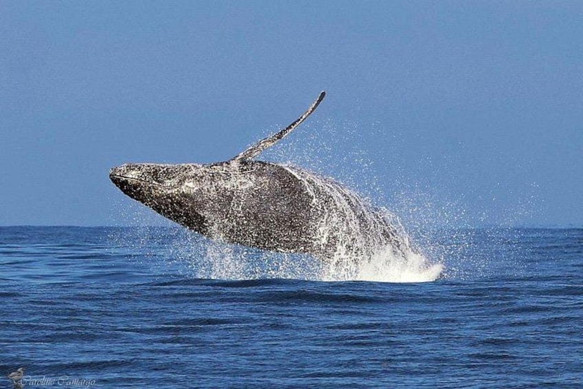 Dolphin & Whale Watching in Puerto Escondido 3