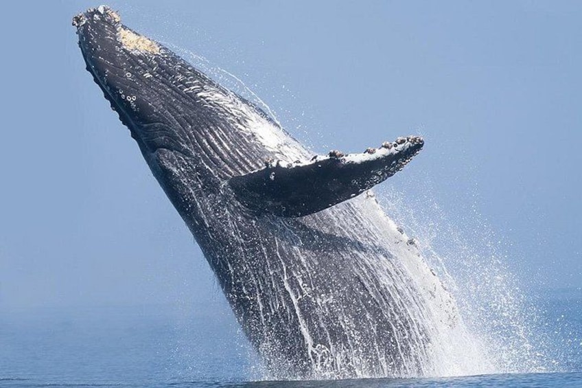 Dolphin & Whale Watching in Puerto Escondido 4