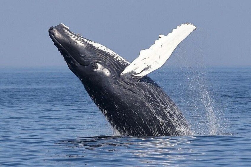 Dolphin & Whale Watching in Puerto Escondido 4