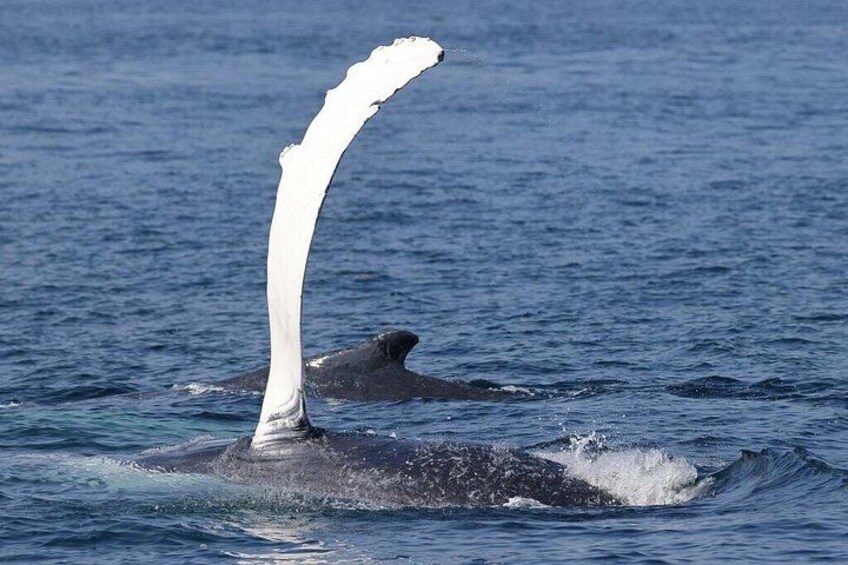 Dolphin & Whale Watching in Puerto Escondido 2