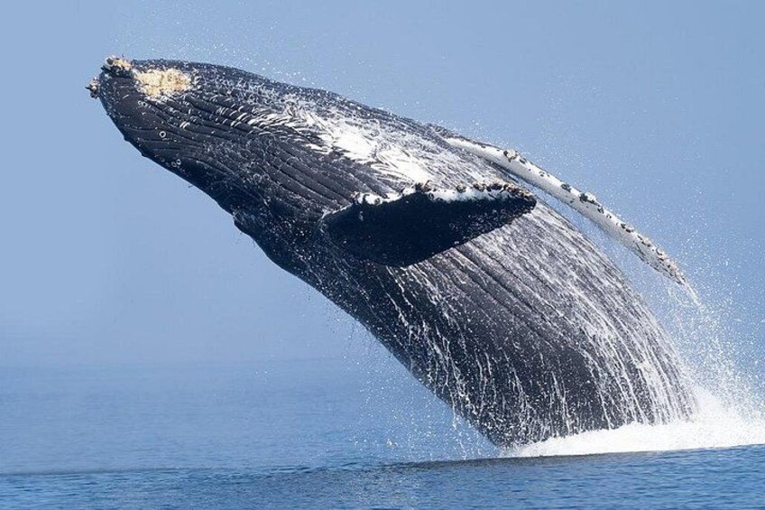 Dolphin & Whale Watching in Puerto Escondido 2