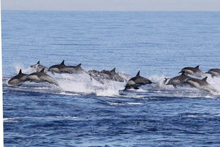 A group of dolphins swimming in the ocean. 4