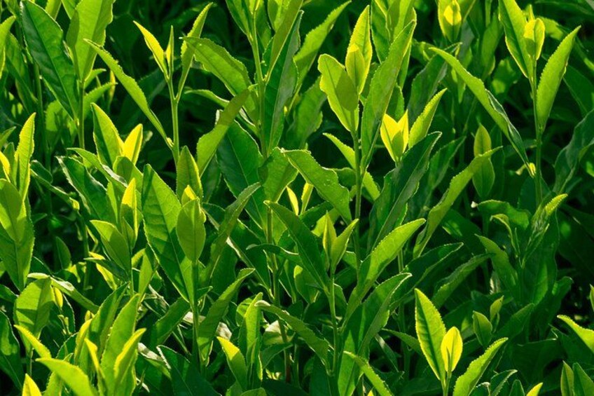 A dense cluster of green foliage with elongated leaves. 2