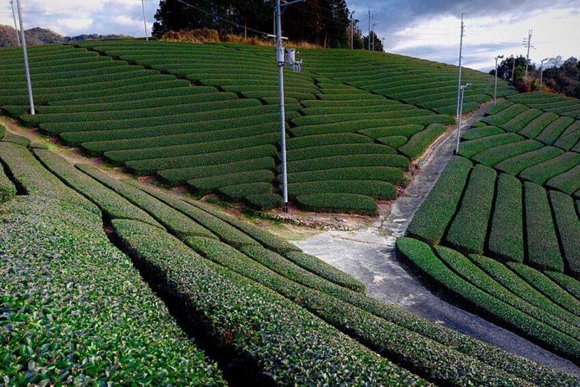 Terraced tea fields with pathways. 3