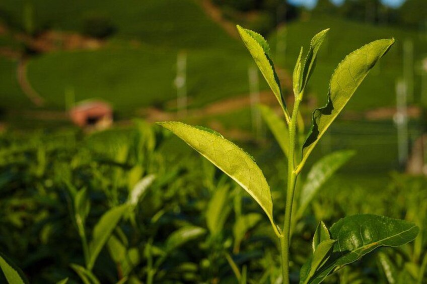 A plant with green leaves in a field. 4