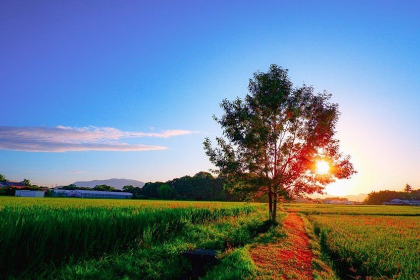 Un arbre dans un champ, avec un coucher de soleil en arrière-plan. 2