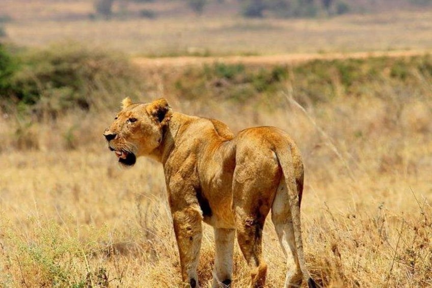 A lion standing in a grassy savannah with dry vegetation and distant hills. 3