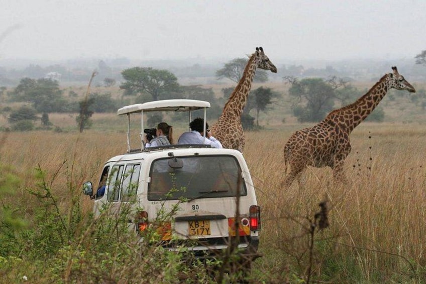 A safari vehicle with passengers observing giraffes in a grassy field. 2
