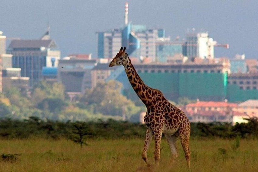 A giraffe walking in a grassy field with a cityscape in the background. 1