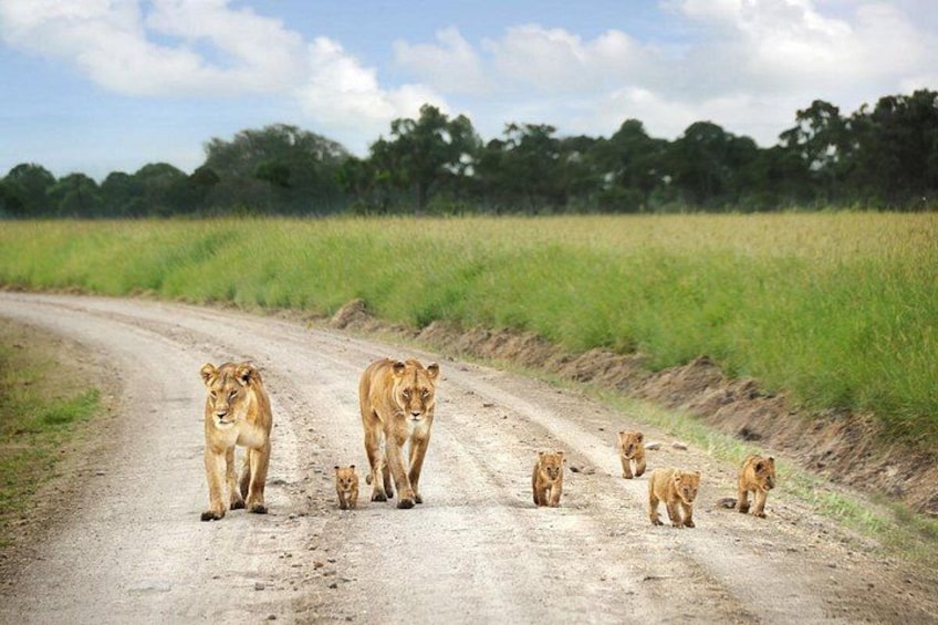 A dirt road with lions walking. 5