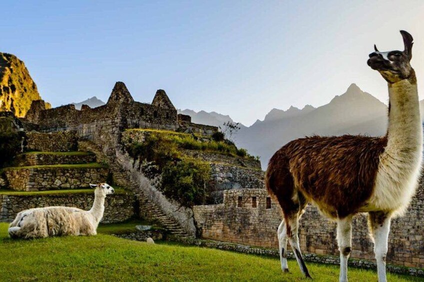 Llamas in a mountainous area with ancient ruins. 2