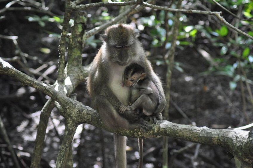 4+2 Hours Langkawi Kilim Mangrove Boat Tour with Lunch & Pickup 5
