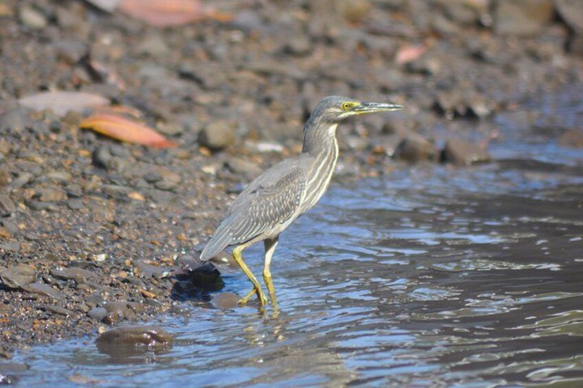 6 Hours Sharing Basis Kilim Mangrove Safari Boat Tour in Langkawi 2