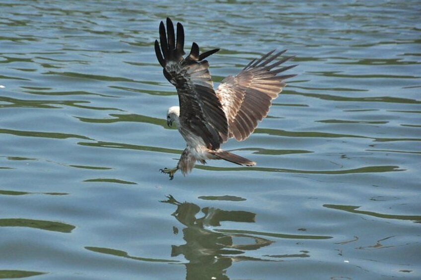 4+2 Hours Langkawi Kilim Mangrove Boat Tour with Lunch & Pickup 3