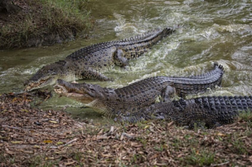 Drie alligators in een ondiep waterlichaam, omringd door grasrijke oevers. 2